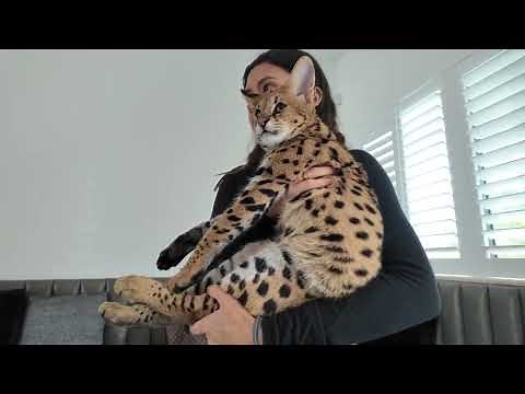 Unlocking the Mystique of F1 Savannah Cats: Fascinating Facts and Allure [2024]