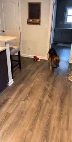 Every Dog Has That One Quirky Habit