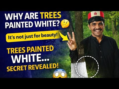Why trees are painted white? In Pashto with English subtitles!