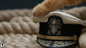 Cat wants you for Cats Naval Force. | World of Warships