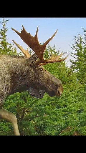 7.3K views · 690 reactions | “During mating season, male moose lock antlers in fierce battles to earn the right to mate.” #wildlife #animals #naturelovers #nature #moose #documentary | Wondersofjungle | Facebook