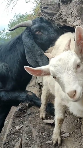 Baby Goats Playing – So Cute109