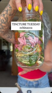 TINCTURE TUESDAYS - ECHINACEA. My all time favorite flower 🌺 now this is very potent, any immunocompromised people should talk to their doctor or whoever you talk to before starting any kind of ￼￼regimen since it does stimulate the systems. If you’re using the fresh flower like I am here, fill the jar all the way up. If you’re using a dried herb, only fill it halfway, but still fill the jar the complete way with your extraction method. I’ve talked about it before, but you can use vodka, vegetab