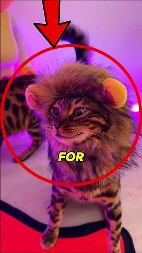 This Cat Looks Like a Leopard?! 😳🐆 Bengal Cat Facts