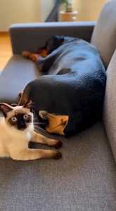 326K views · 1.2K reactions | The moment a cat realizes sniffing a dog’s butt was a mistake! #rescue #animals #usareels This video was produced by Network Media and Blue-X Studio | The Imaginary Art Exhibit | Facebook