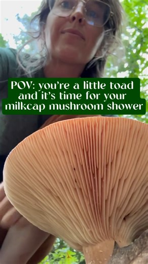 Ok, Lactarius milk would actually make a terrible, sticky shower. But they are delicious! Not all milk caps are good for eating, but you can taste the milk from any of them safely. Some is mild or “mushroomy,” some hot like wasabi (those are the ones you don’t want to eat!). There were tons of these big beautiful caps of L. corrugis on my stroll last evening, so I brought a few home for dinner (after playing with my food a little). 🌿🌿🌿 As always, make sure you are 100% sure about ID and edibi