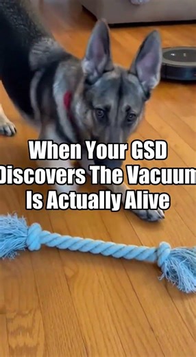 When Your GSD Discovers The Vacuum Is Actually Alive
