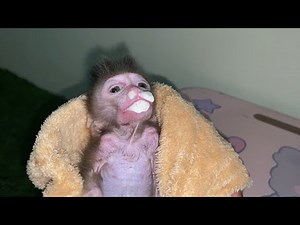 BABY MONKEY VOMITS, DRINKING TOO MUCH MILK