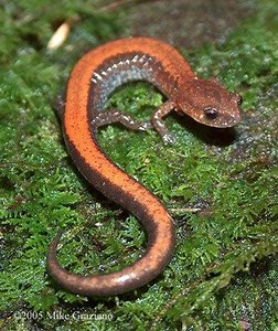 Red backed salamander - Alchetron, The Free Social Encyclopedia