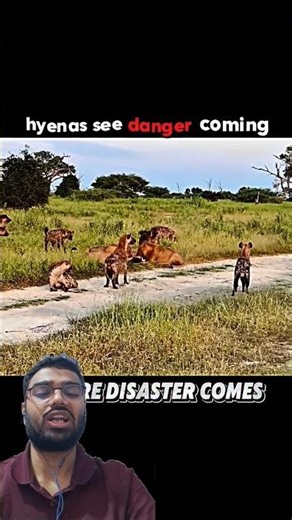 The Scarface Lion #attitude