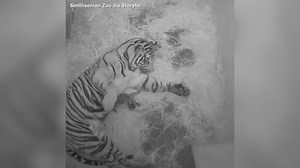Endangered Sumatran tiger born at National Zoo