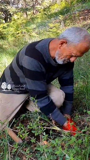 How the Life Cycle of Cedrus libani Begins — A Journey into the Heart of Lebanon’s Sacred Forests with the environmental expert Dr. Youssef Tawk Full Video available on Youtube https://youtu.be/_3hCa9aINgI?si=qkqM5itOipjFyf0w #storiesoflebanon #lebanon #juniperscent #cedruslibani | Juniper Scent