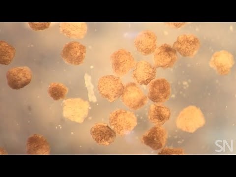 Frog cells transform into tiny living robots | Science News