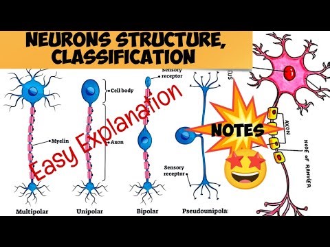 Neuron Structure || Structural and functional Classification of Neurons#notes #humanphysiology