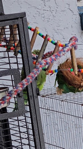 Coconut is singing his "Coco coco coco coco nut, he's a good birdie boy" 🤣🤣 | Deb Hall-Ivey