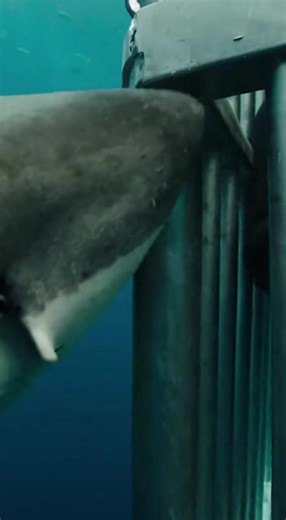 #sharkattack #oceanlife #scarymoment #wildlife #deepsea #viralvideo #trending #dangerzone #sealife #caughtoncamera #sharks #oceanadventure | Shark Attack Files