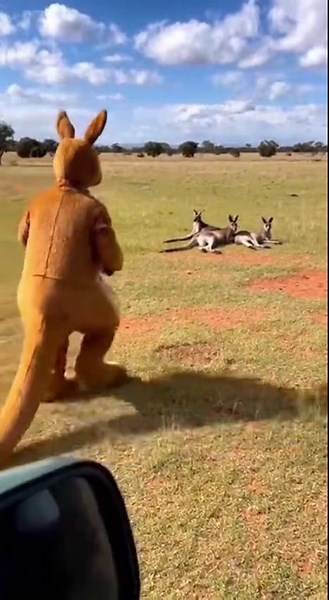 Dangerous prank with animals 😜😁😮 #dangerousprankanimals #funnyprankanimals #animallovers #animal #funnyanimals