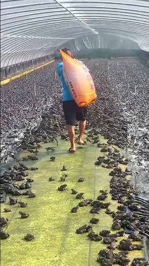 Life on the Farm: Feeding Time in a Commercial Bullfrog Habitat