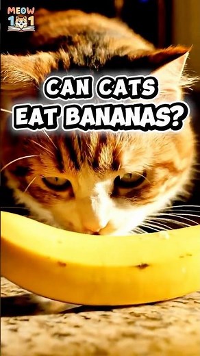 Can Cats Eat Bananas? 🍌 The Truth Every Cat Owner Should Know! #catfacts #meow101