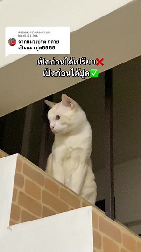 ตอบกลับ @bbell141199. #แมวชิโร่