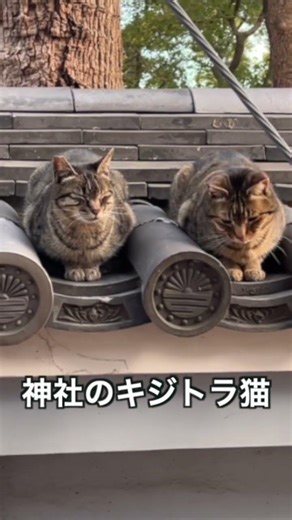 神社のキジトラ猫 91