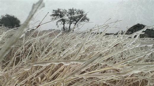 Dawn ushers in Ice-crusted boughs where the quiet is only ruptured by footsteps. My favorite captures accentuate the teen degree wintery mix...Charlie spotlighting falling ice that resembles an audio frequency, Herb breaking ice at dawn, and simple stills reflecting its focal target. #PeaceBeStill | Jennifer England Allen