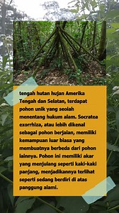 534K views · 1.4K reactions | Socratea Exorrhiza: Pohon Berjalan yang Menantang Hukum Alam #PohonBerjalan #SocrateaExorrhiza #HutanHujan #KeajaibanAlam #AmerikaTengah #AmerikaSelatan #AkarUnik #FenomenaAlam #virtualbrowsing | Virtual browsing | Facebook