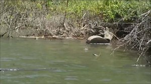 Greg Vinson gives us a great view of a topwater strike while he works a walking bait in Period 3! | Major League Fishing