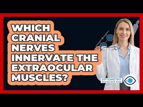 Which Cranial Nerves Innervate The Extraocular Muscles?