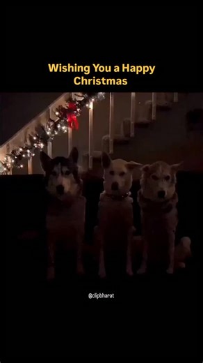 Clip Bharat 🇮🇳 on Instagram: "Getting into the holiday spirit has never looked more adorable! This festive video features a trio of beautiful huskies sitting patiently as colorful Christmas lights dance across their fur. It’s the perfect reminder of the joy and magic that our furry friends bring into our lives during the most wonderful time of the year. Whether they are waiting for Santa or just enjoying the cozy atmosphere, these pups are definitely winning the "best decorated" award this sea