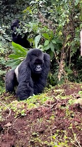 Fantastic footage here of this beautiful family of Gorillas 🦍 & the Neibhouring areas, the Gorillas sometimes visit these vegetable plots for a snack & even near by Lodges! Dreams come true with @lovesafariafrica , please join us on a 3/5/7/9 day Gorilla Tracking Safari in Uganda, you can include Chimpanzee tracking, Morning & evening game drives at Queen Elizabeth National Park, Boat trip on the Nile to see Hippos 🦛 & 🐊 Crocodiles, Murchison Falls even fishing, white water rafting , hiking, 