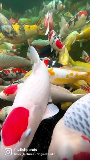 Amazing to see the koi available at Maruhiro Koi Farm | Fitz's Fish Ponds