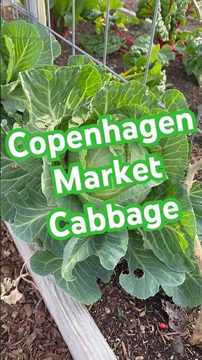Harvested Copenhagen Market cabbage! #gardening #growyourownfood #zone10a
