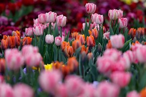 Tulip Time Festival Blooms Once Again In Holland, Michigan