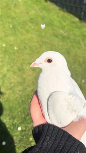 🕊️🤍 #spring #bird #brieftauben #kesfetteyiz #güvercinsevdası