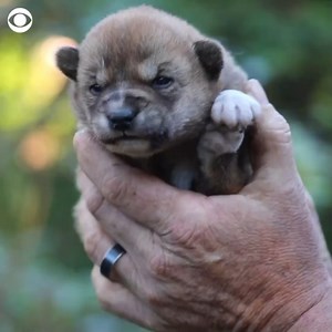 AWW: A dingo pup named Lucky took her first steps outside her den at the Australian Reptile Park. Lucky has been reaching her developmental milestones and is a healthy puppy, the zoo said. | CBS News