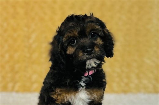 Darlene - Cavapoo Puppy F544BC