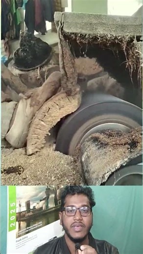 Coconut Core Removal | নারিকেল গাছের গুড়ির নরম অংশ আলাদা করা হচ্ছে 🥥⚙️ #shorts #facts #woodwork