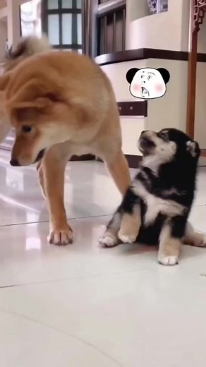 76K views · 2.3K reactions | Silly Shibas on Reels | Facebook
