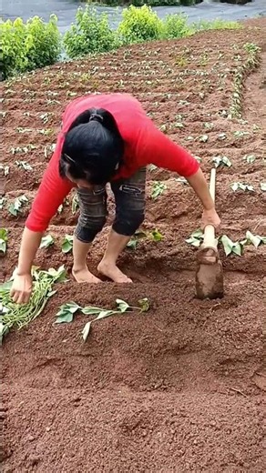The Process of Planting Sweet Potato Slips in Raised Soil Beds
