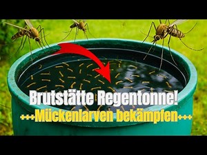 RAIN BARREL BREEDING GROUND! Combat mosquitoes and mosquito larvae in rain barrels! Kill mosquito...