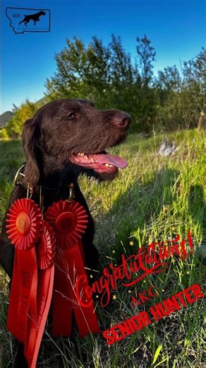 Trench's Triumph: Cedarwoods Four O Six Earns AKC Senior Hunter Title! 🐾🏆