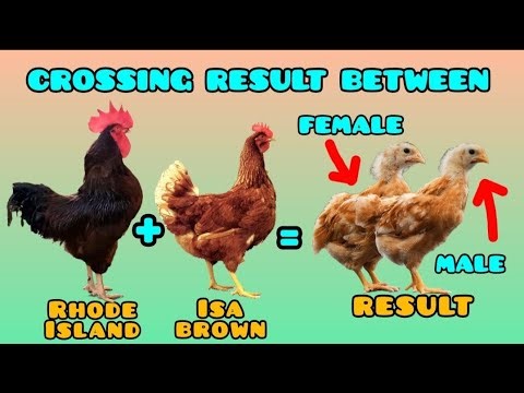 "Result of crossing a Rhode Island Red rooster with a high-producing Isa Brown hen."