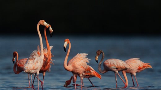 Is the flamingo or scrub jay Florida's state bird? What we know