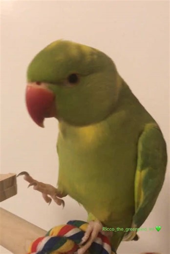 Foraging Fun: Ricco's New Hide and Seek Feeder