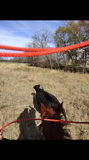 Getting one caught to start the morning🤙🏼#raybanmeta #fyp #viral #roping #cowboy