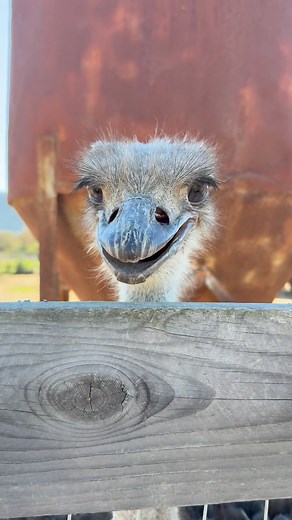 #Está muy grande, el guajolote😬 | Betita Reyes