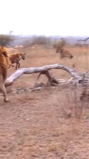 105K views · 1K reactions | Amazon Adventure Journeying Through the World's Largest Rainforest #AmazonAdventure #RainforestExplo_R | Siguil Hydro Power Corporation | Facebook