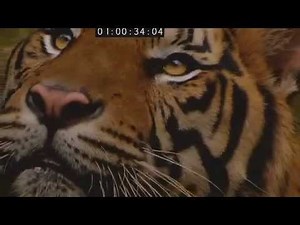 Sumatran Tiger, the preview