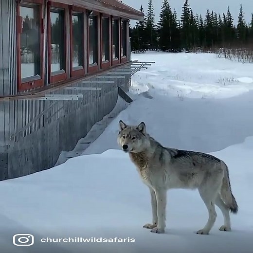 Grey wolf approaching Nanuk Polar Bear Lodge this past March during our Den Emergence Quest. 😯😍 #churchillwild #wildmoments #greywolf #wolf #wolves #wildlife #wildlifevideos #nanukpolarbearlodge #ecolodge #polarbear #wildpolarbears #moose #blackbears #northernlights #safari #arcticsafari #canadianwilderness #borealforest #adventuretravel #ecotours #sustainabletourism #hudsonbay #canada #exploremb@Travel Manitoba